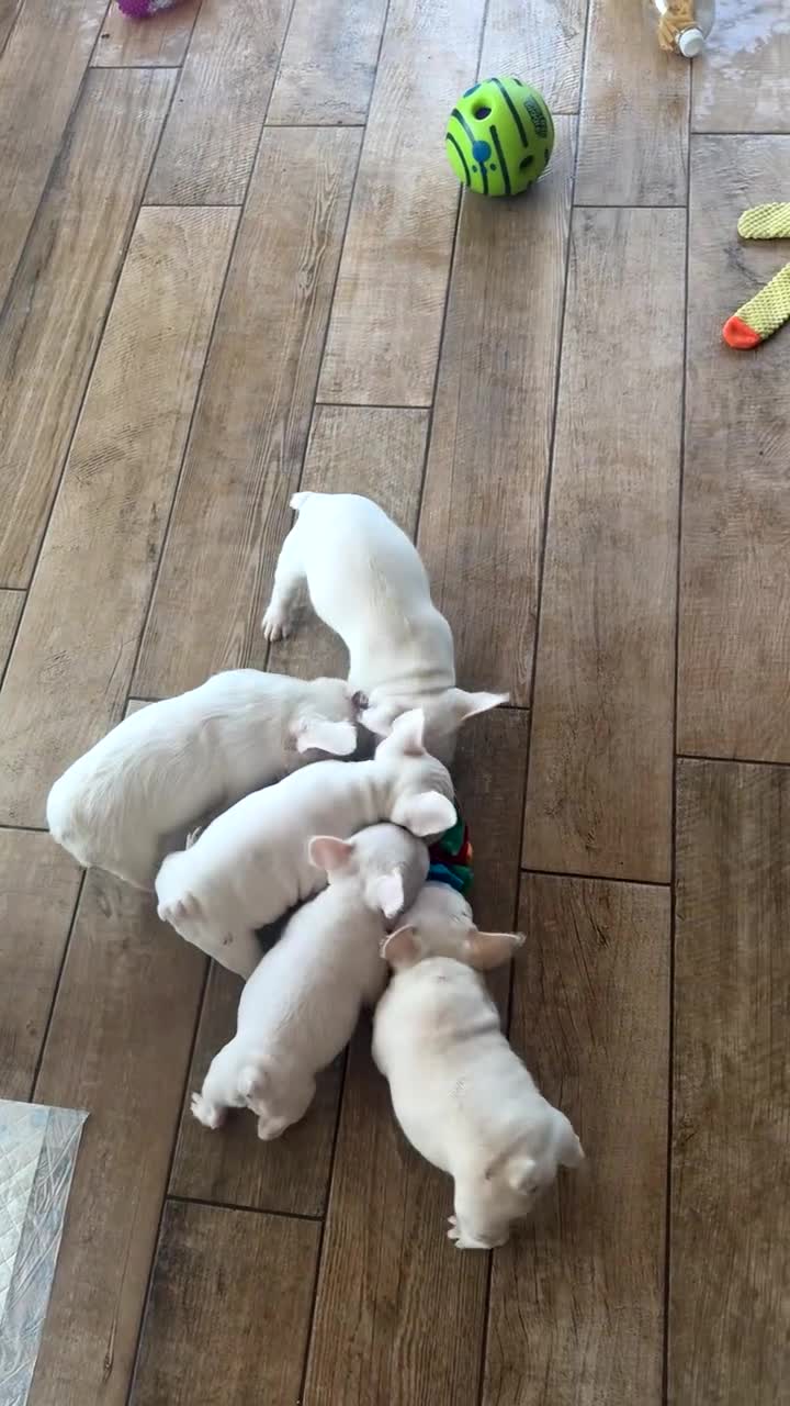 French Bulldog dogs for sale: French bulldog puppies- Ready to leave  in York - Video 5