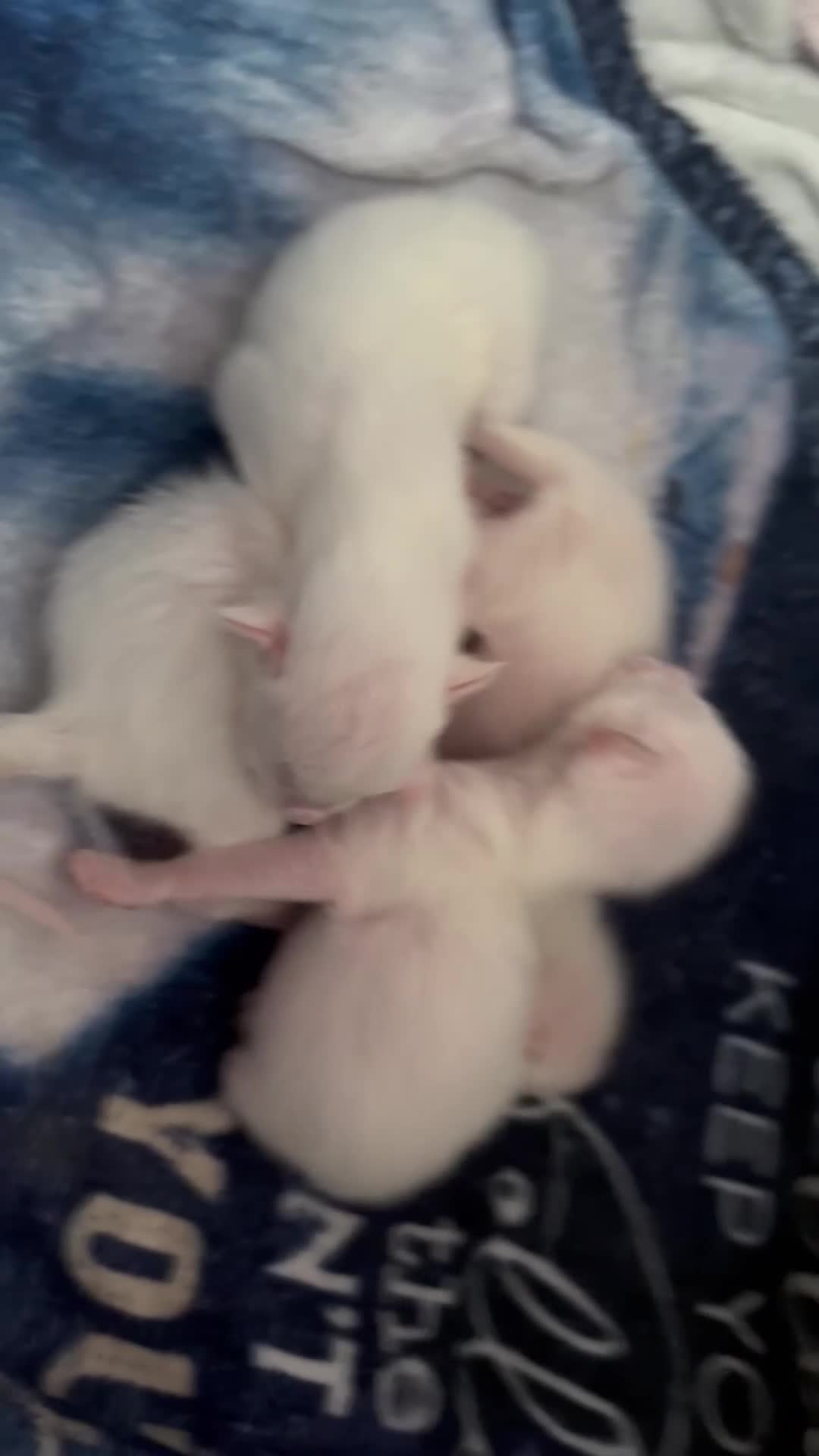Siamese cats for sale: Siamese–Oriental mix - Video 1