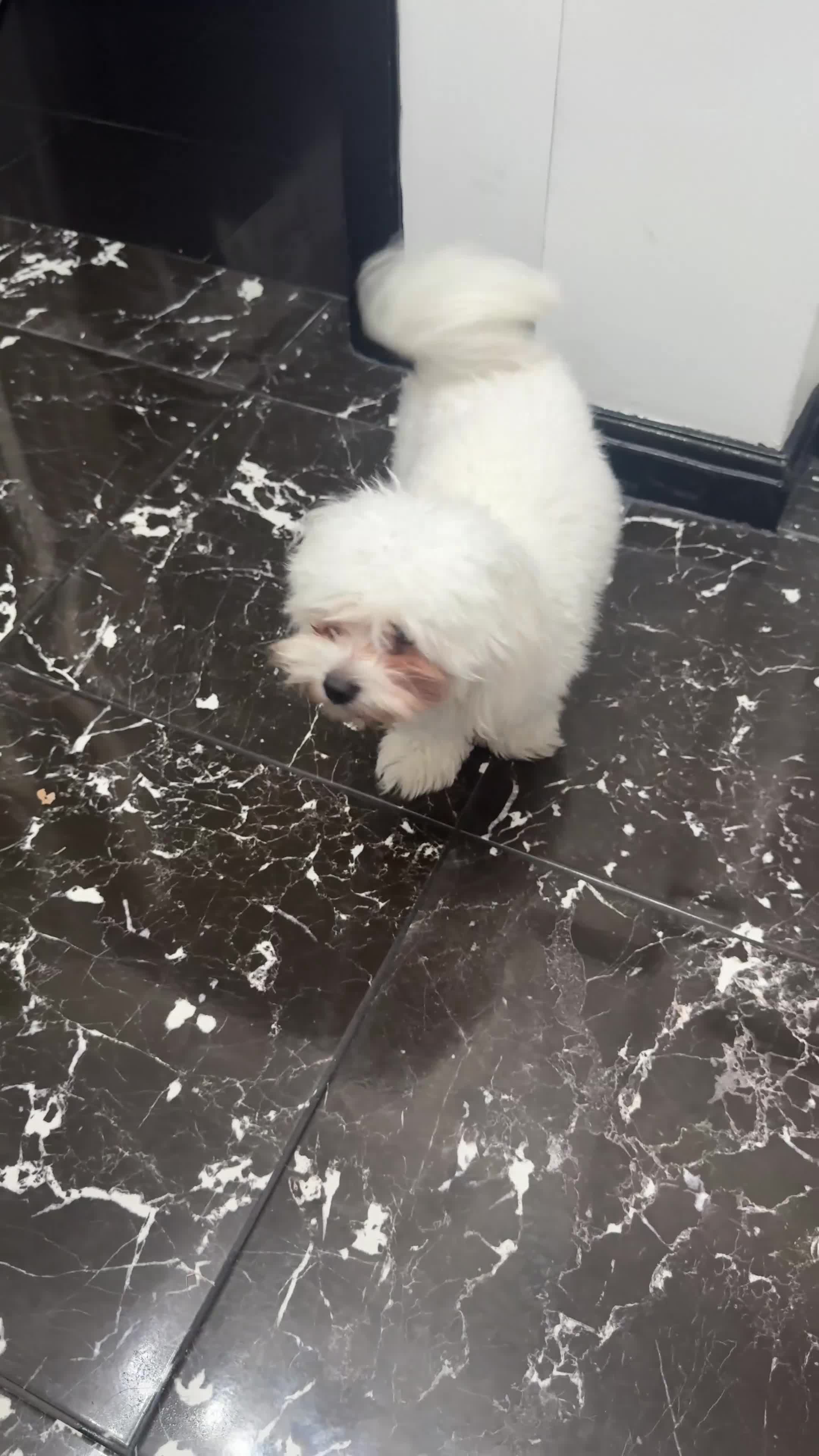 Maltese dogs for sale: Male maltese to be rehomed - Video 1