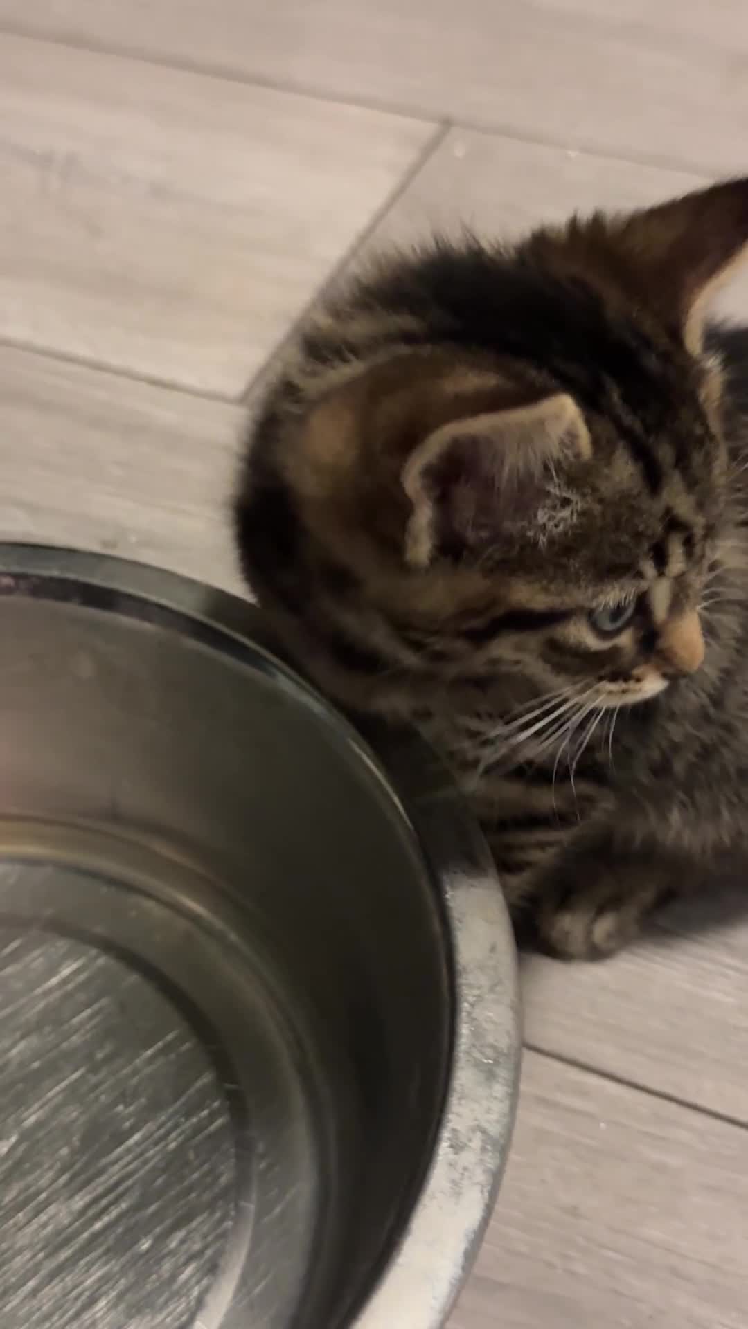 Mixed Breed cats for sale: Beautiful kittens ready 28th November  - Video 2