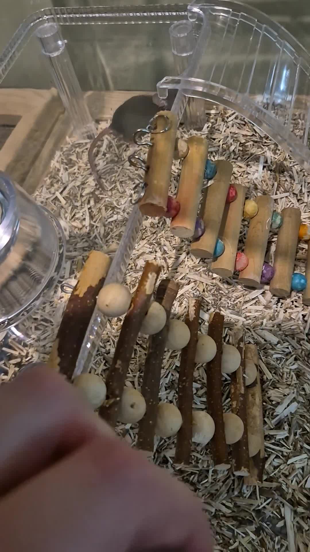 Mouse rodents for sale: 5 week Last male mouse - Video 1