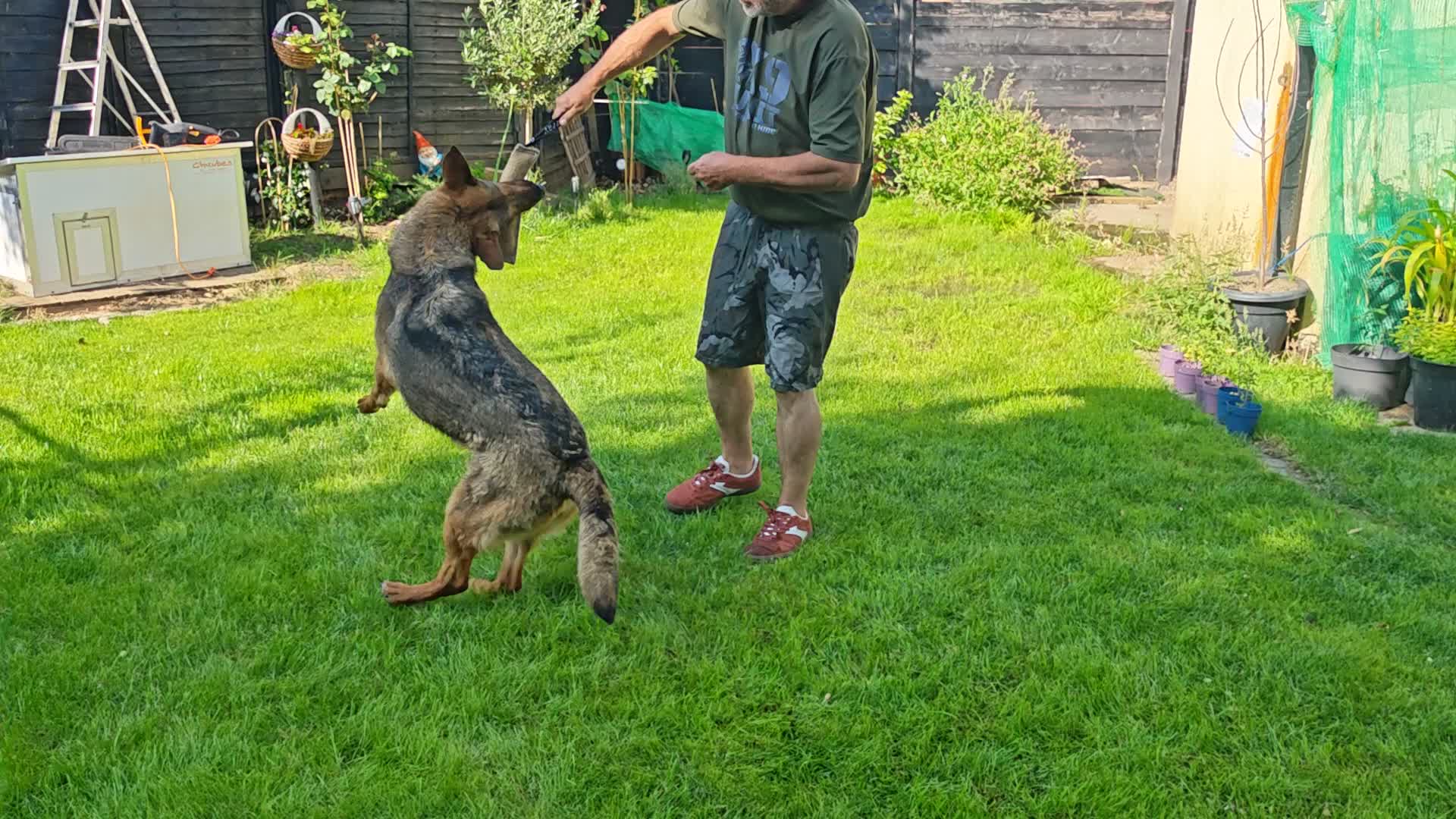 German Shepherd dogs for sale: German shepherd Female 2 Years old  - Video 2