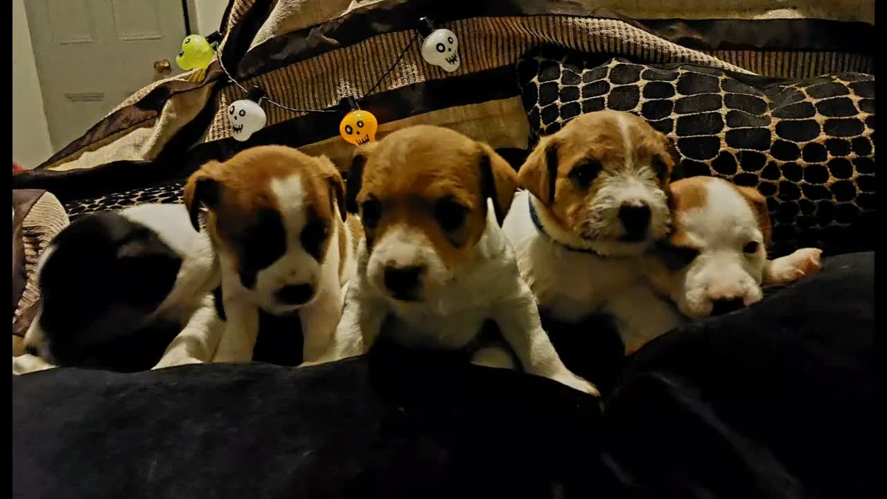 Jack Russell dogs for sale: Adorable Jack Russells - Video 2