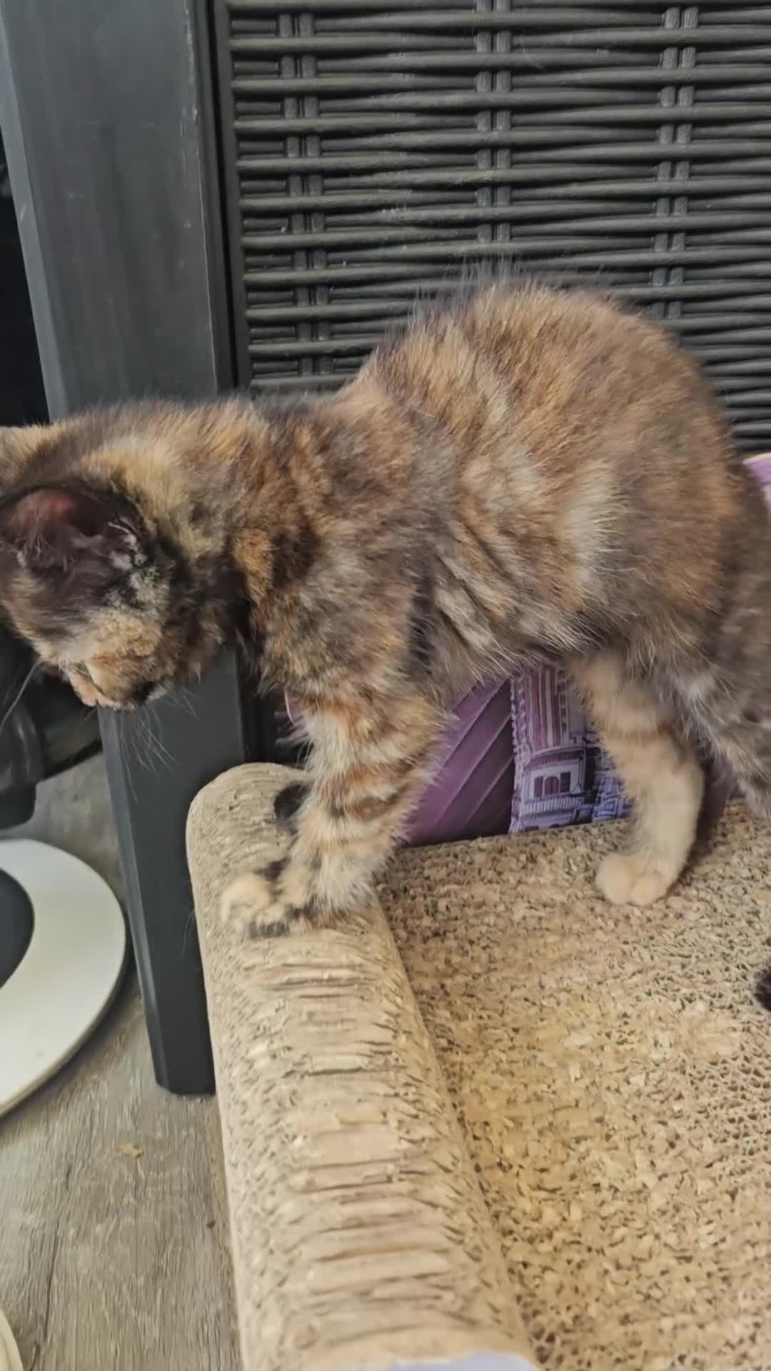 Mixed Breed cats for sale: Beautiful mixed ginger calico kittens for sale - Video 1