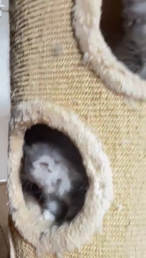 Persian cats for sale: Beautiful fluffy kittens very affectionate  - Video 2