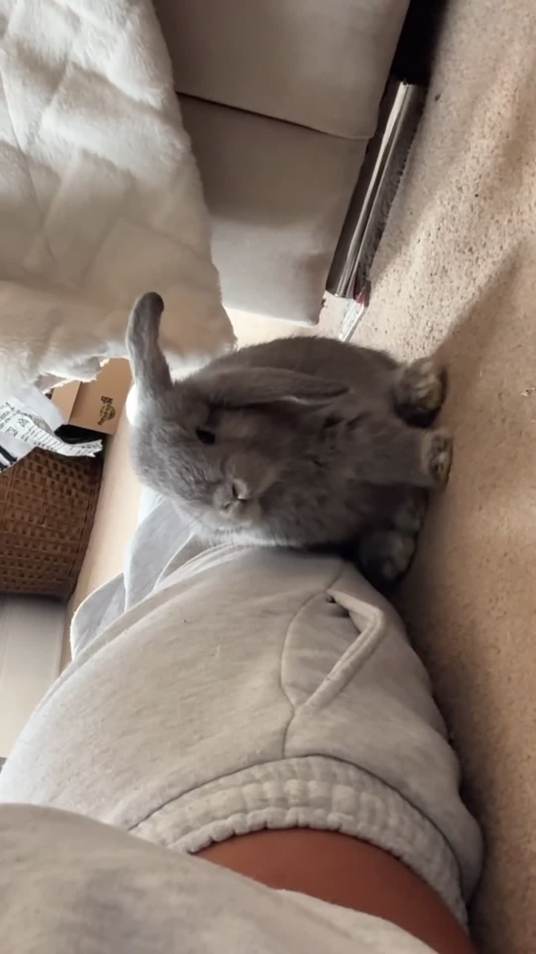 Mixed Breed rabbits for sale: Mini pop mix breed - Video 1