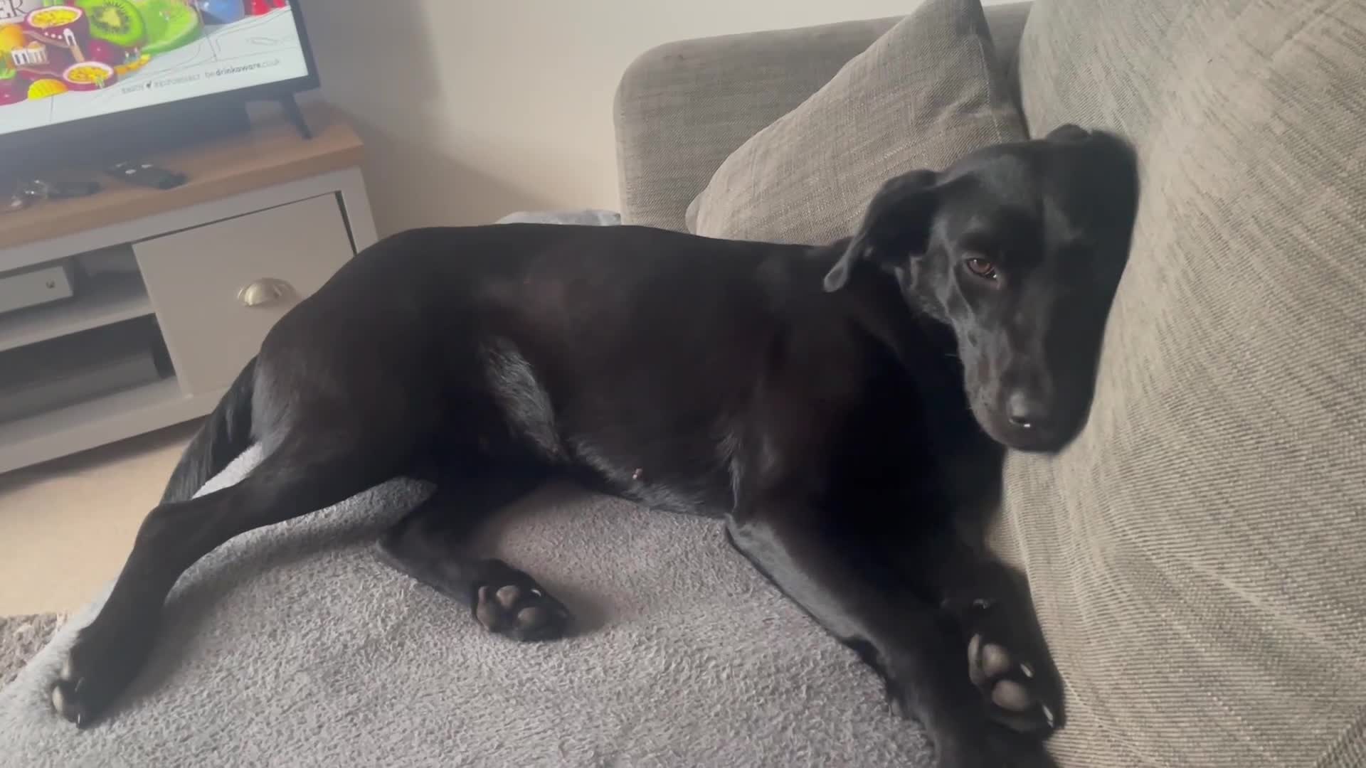 Labrador Retriever dogs for sale: Young female black lab  - Video 1