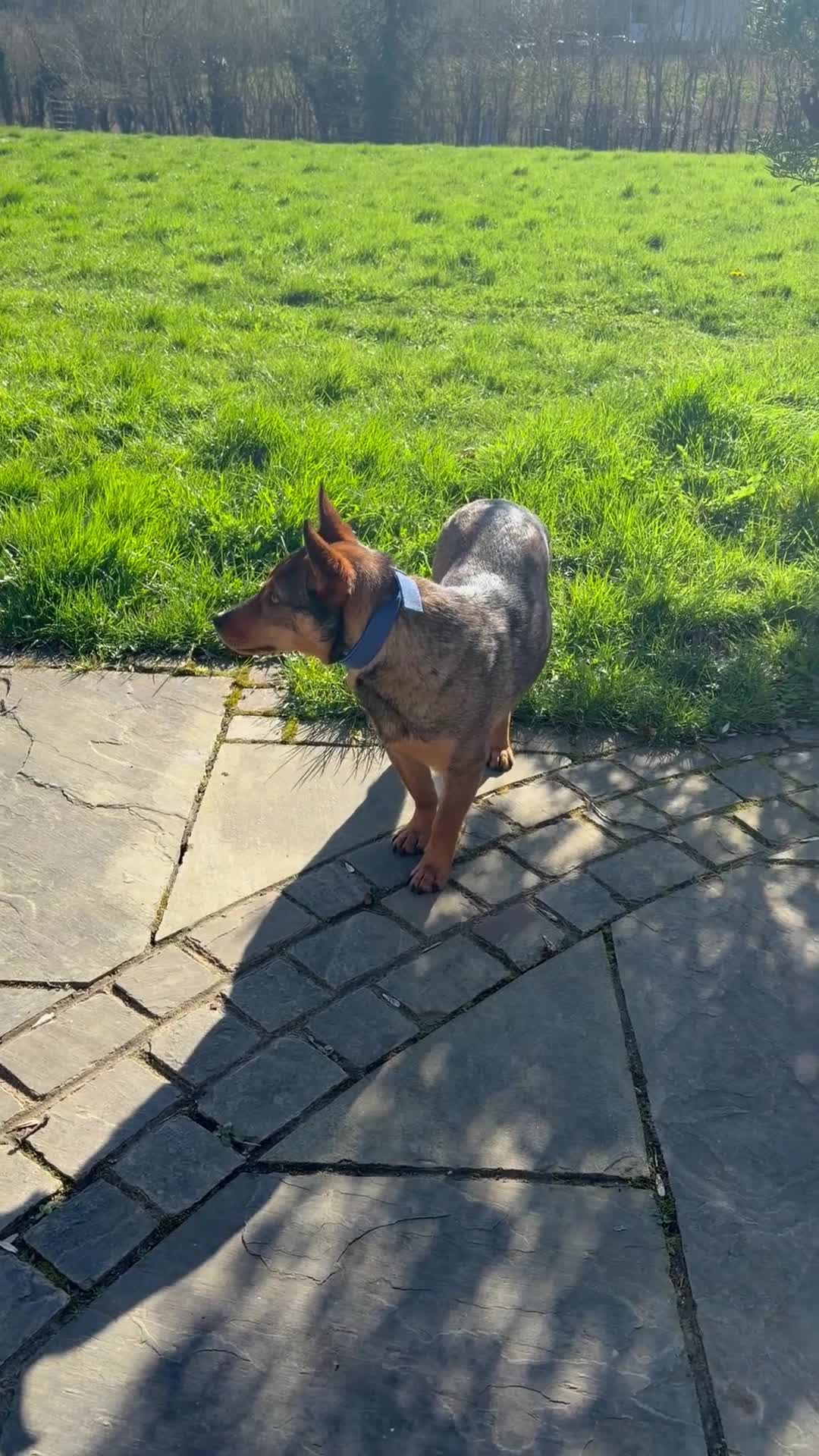 German Shepherd dogs for adoption: 🐾 Ziggy – Loyal German Shepherd Boy in Maidstone - Video 1