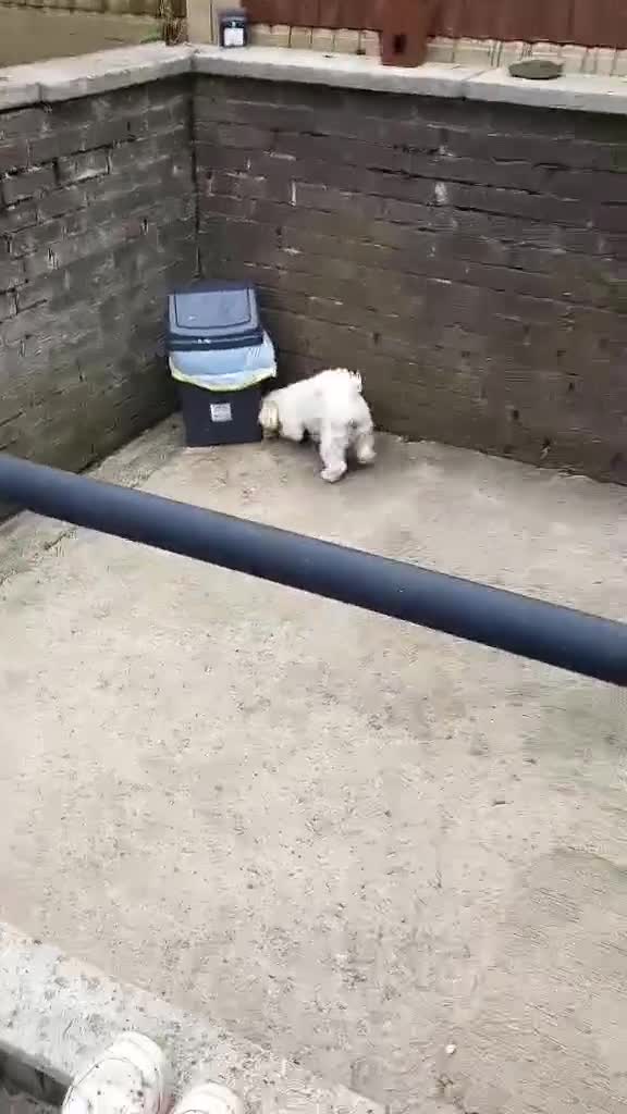 Shih Tzu dogs for sale: Adorable shitzu  - Video 2
