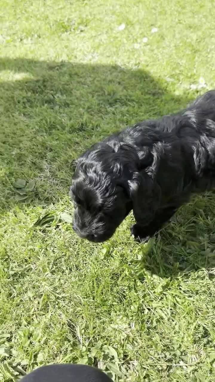 Sproodle dogs for sale: ADORABLE SPROODLE PUPPIES - Video 2