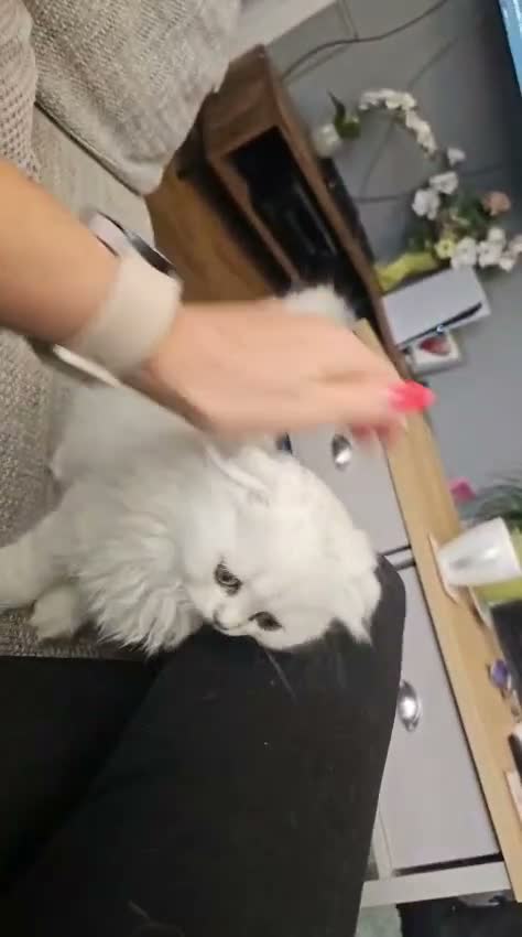 Scottish Fold cats for sale: Beautiful scottish fold babies  - Video 1