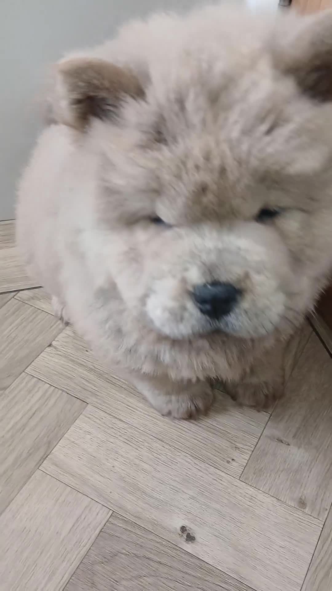 Chow Chow dogs for sale: 10 week old chow chows  - Video 1