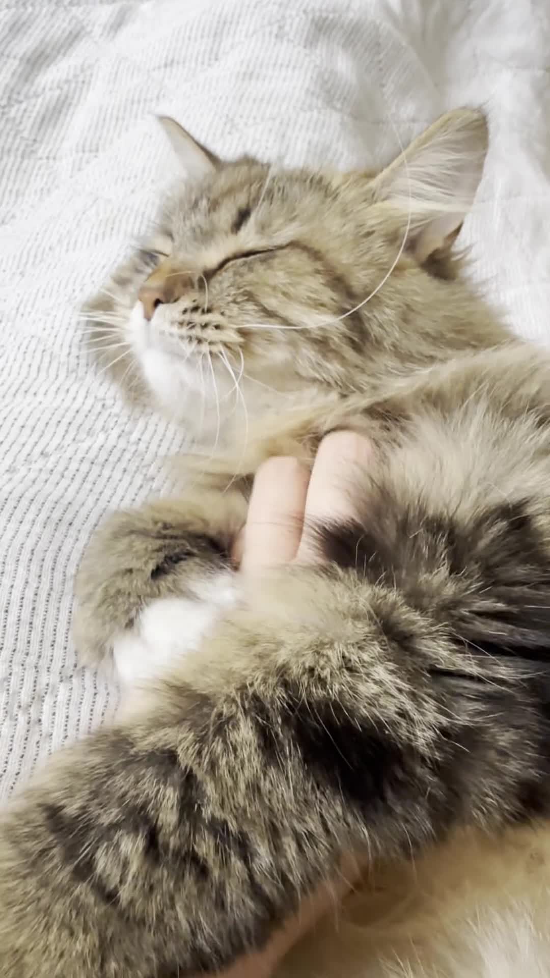Siberian cats for sale: Siberian Former Show Queen  - Video 1