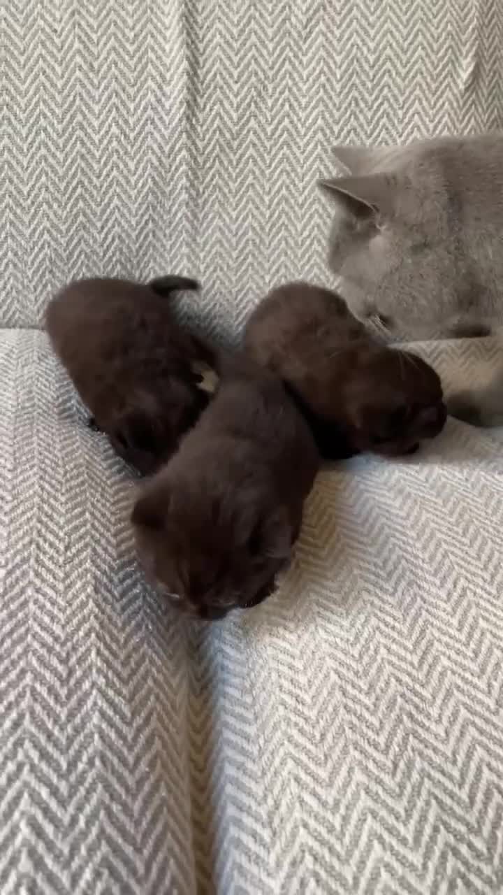 British Shorthair cats for sale: Chocolate British Shorthair Kittens  - Video 2