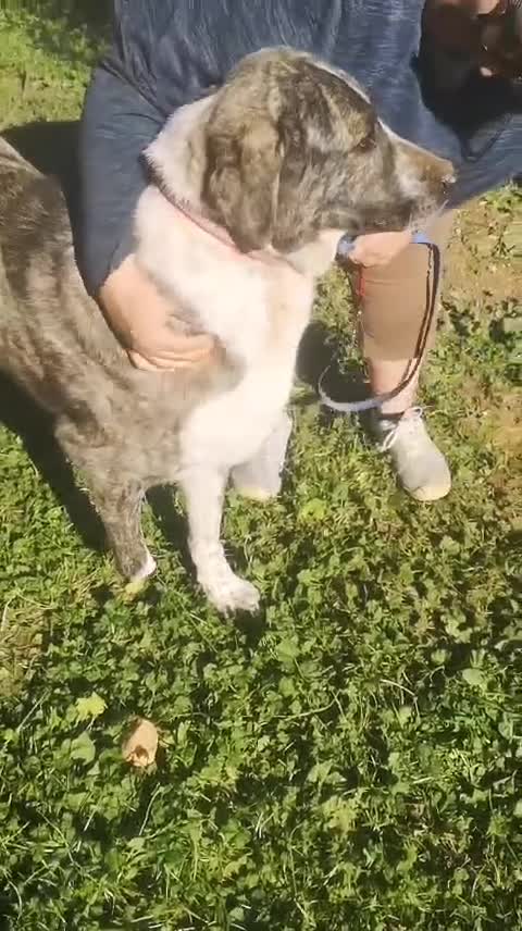 Mixed Breed dogs for adoption: Please can you offer Nana a home 🏡  - Video 1