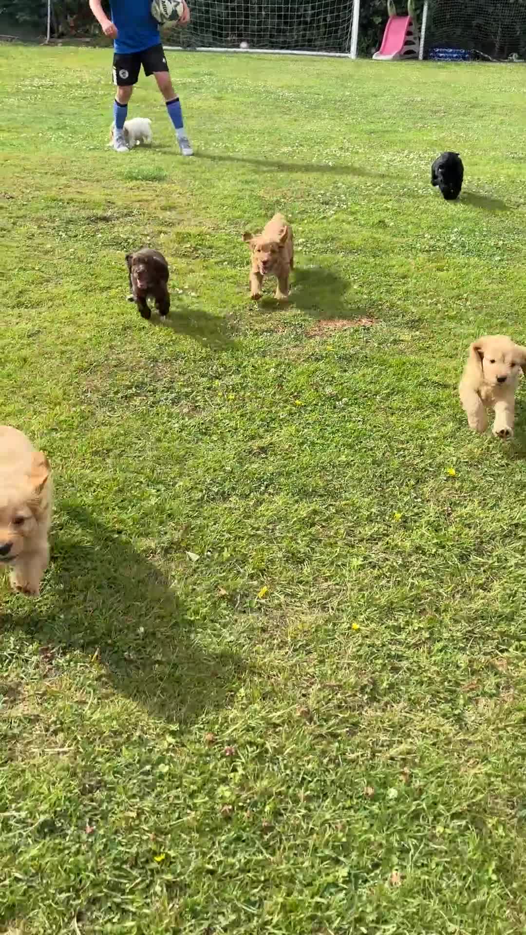 Cockapoo dogs for sale: Beautiful F1 Cockapoo Puppies  - Video 1