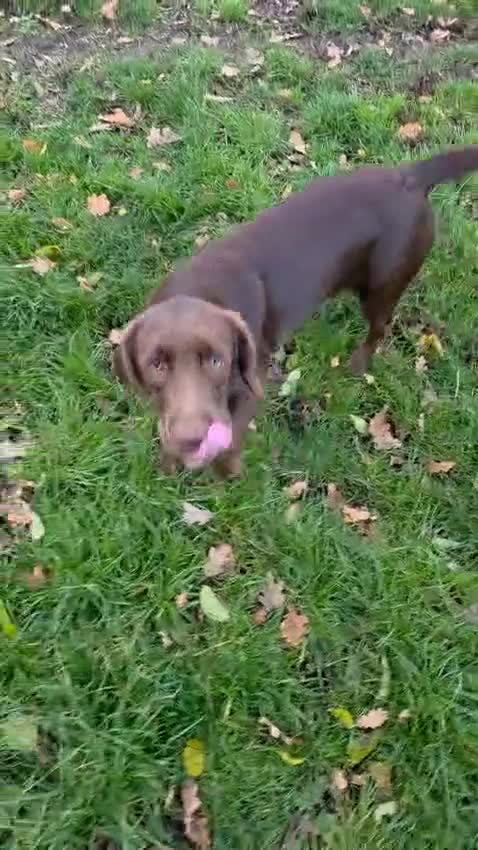 Springador dogs for sale: LAST Female springador for SALE - Video 5