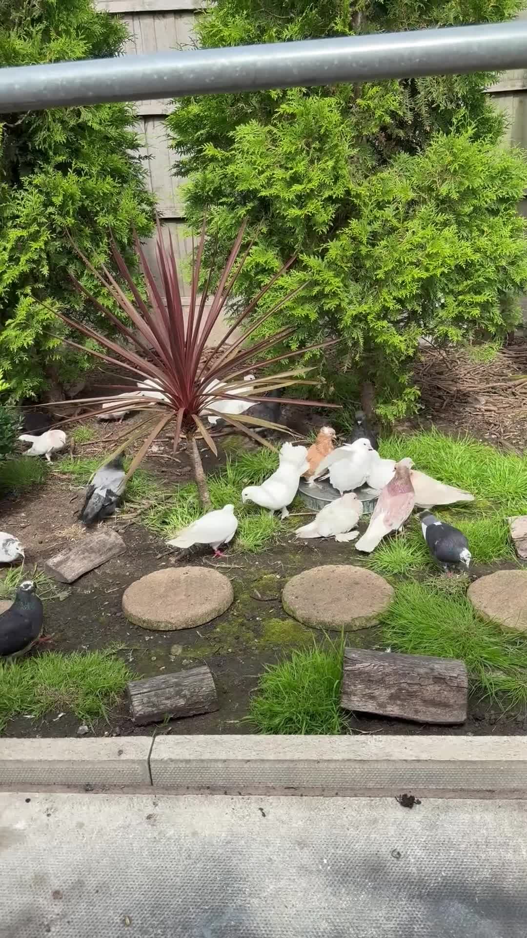 Doves birds for sale: Piegons  - Video 2