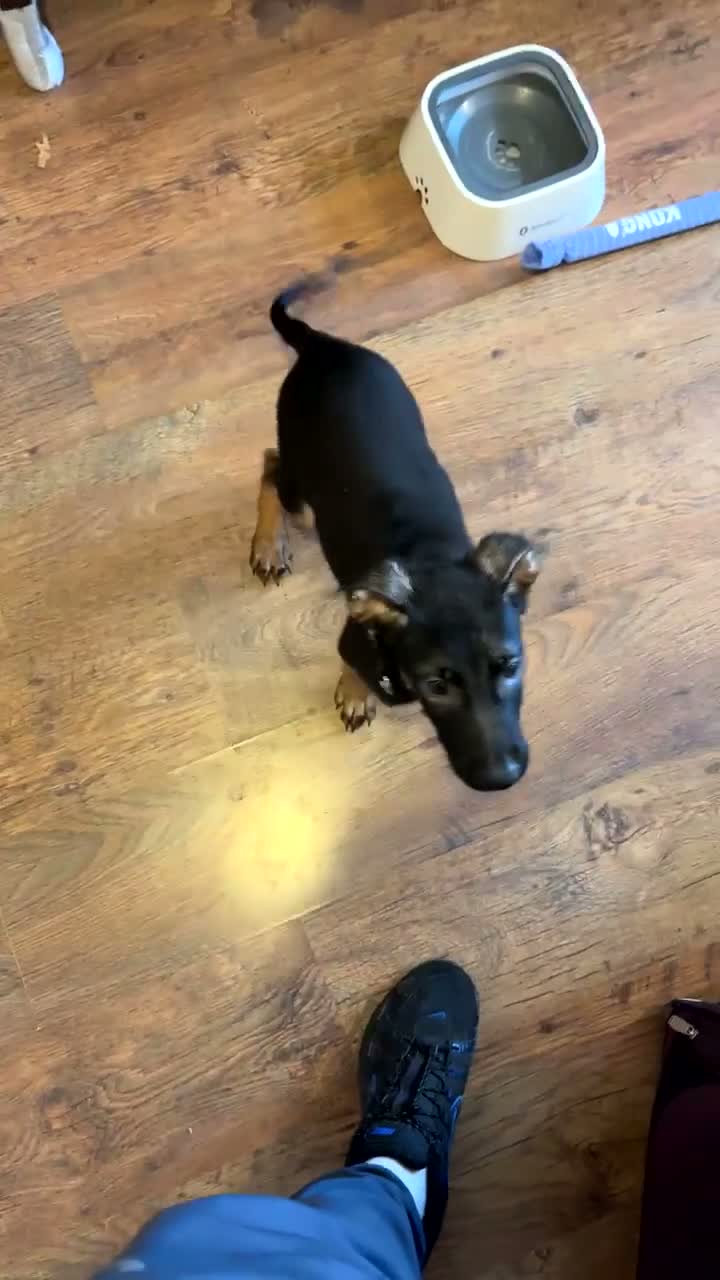 Mixed Breed dogs for sale: rico-dutch shepherd 12 weeks - Video 2