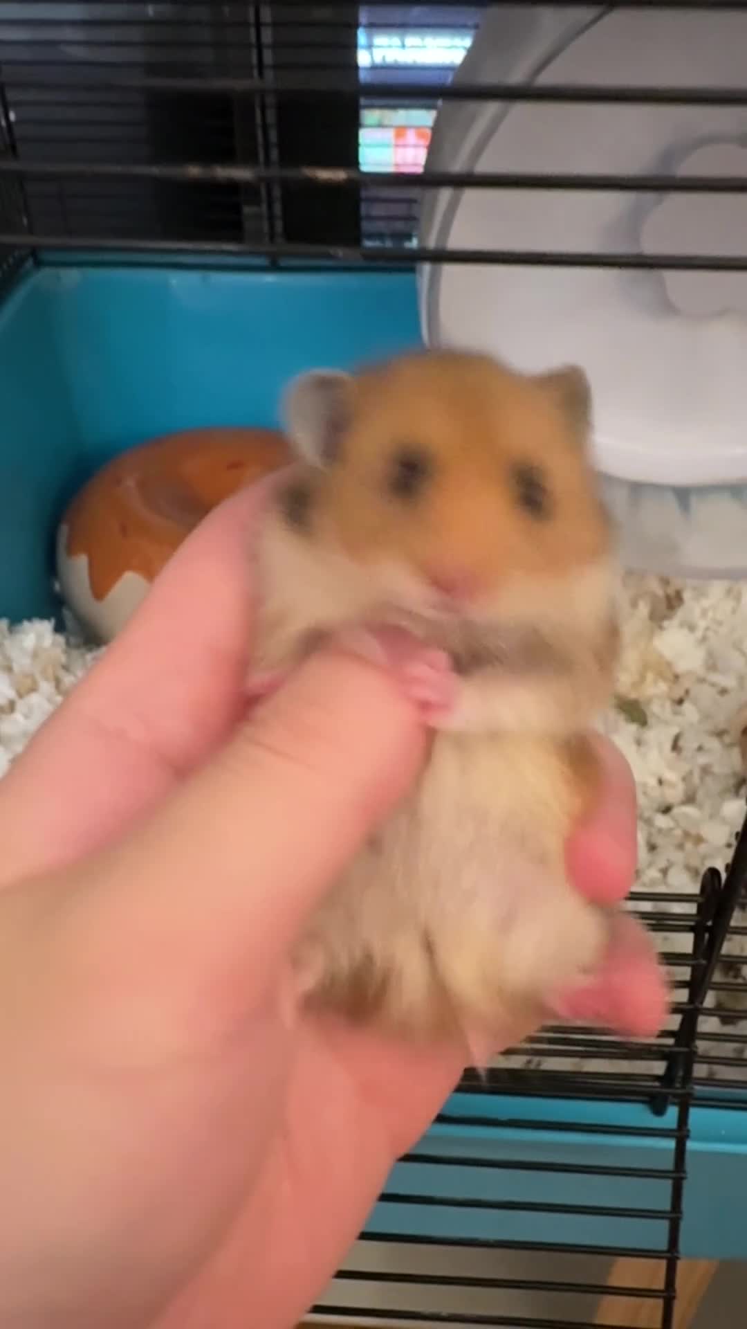 Hamster rodents for sale: Ready to go. Last 2 female golden hamsters - Video 1