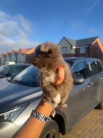 Chihuahua dogs for sale: ONE LILAC LONG COAT CHIHUAHUA LEFT  - Video 1