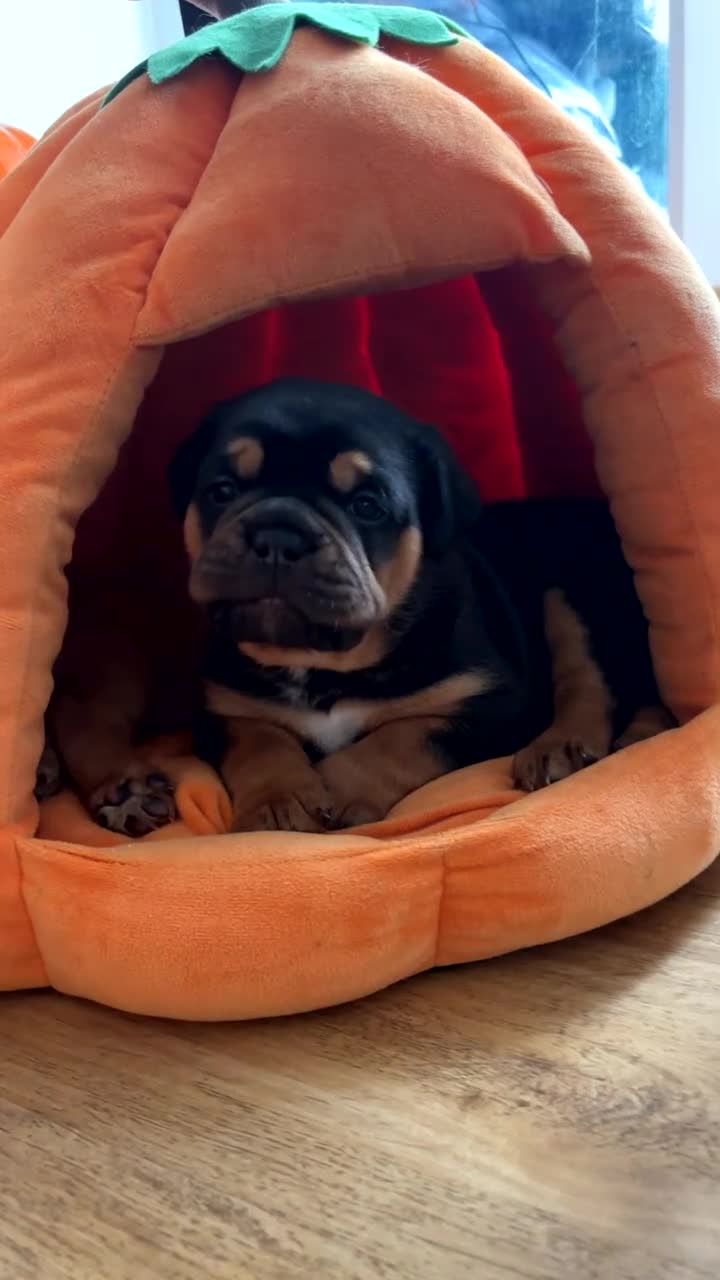 Mixed Breed dogs for sale: Beautiful old tyme bulldog puppies  ❤️ - Video 2