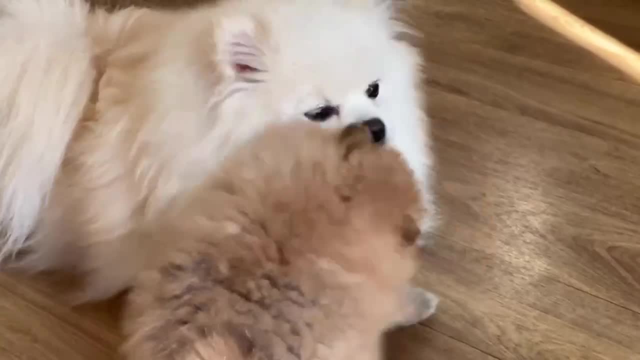 Pomeranian dogs for sale: Fabolous pomeranian female puppy - Video 1