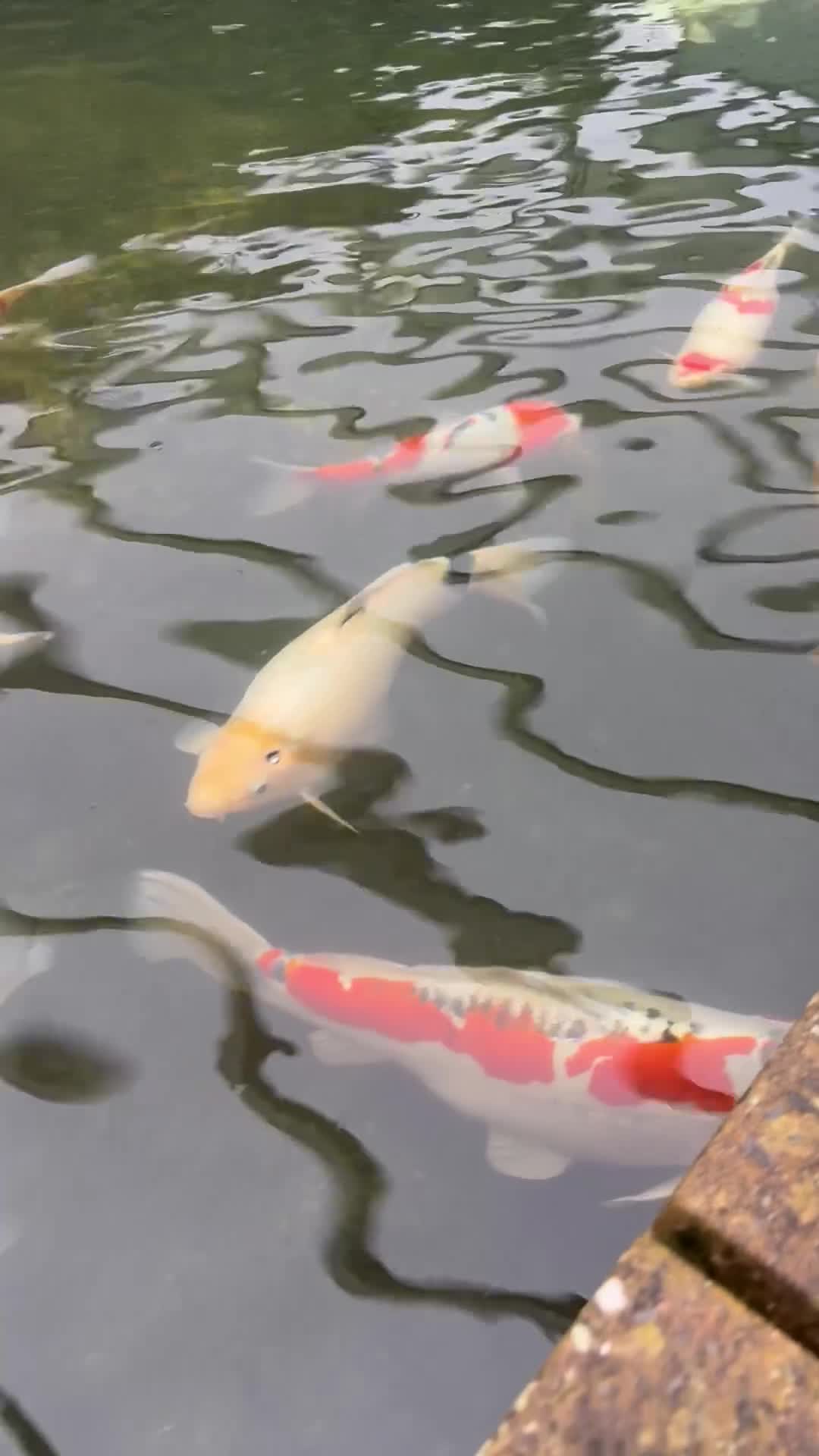 Koi Carp fish for sale: Various Koi Carp - Video 1