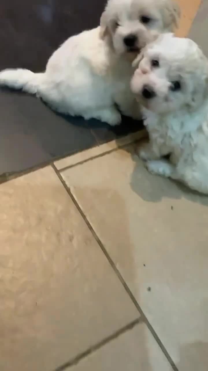 Maltese dogs for sale: Bishon Maltese  - Video 2