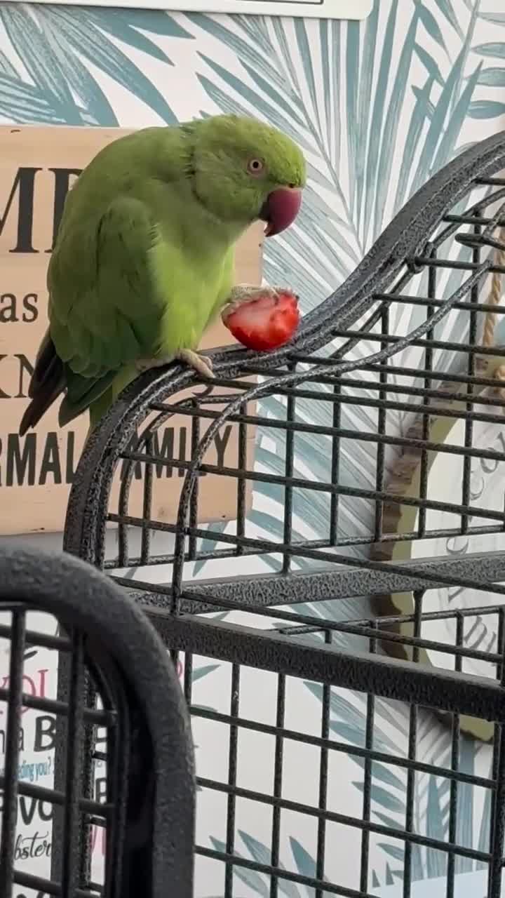 Parakeets birds for sale: 4yr old female semi tame Indian ringneck  - Video 1
