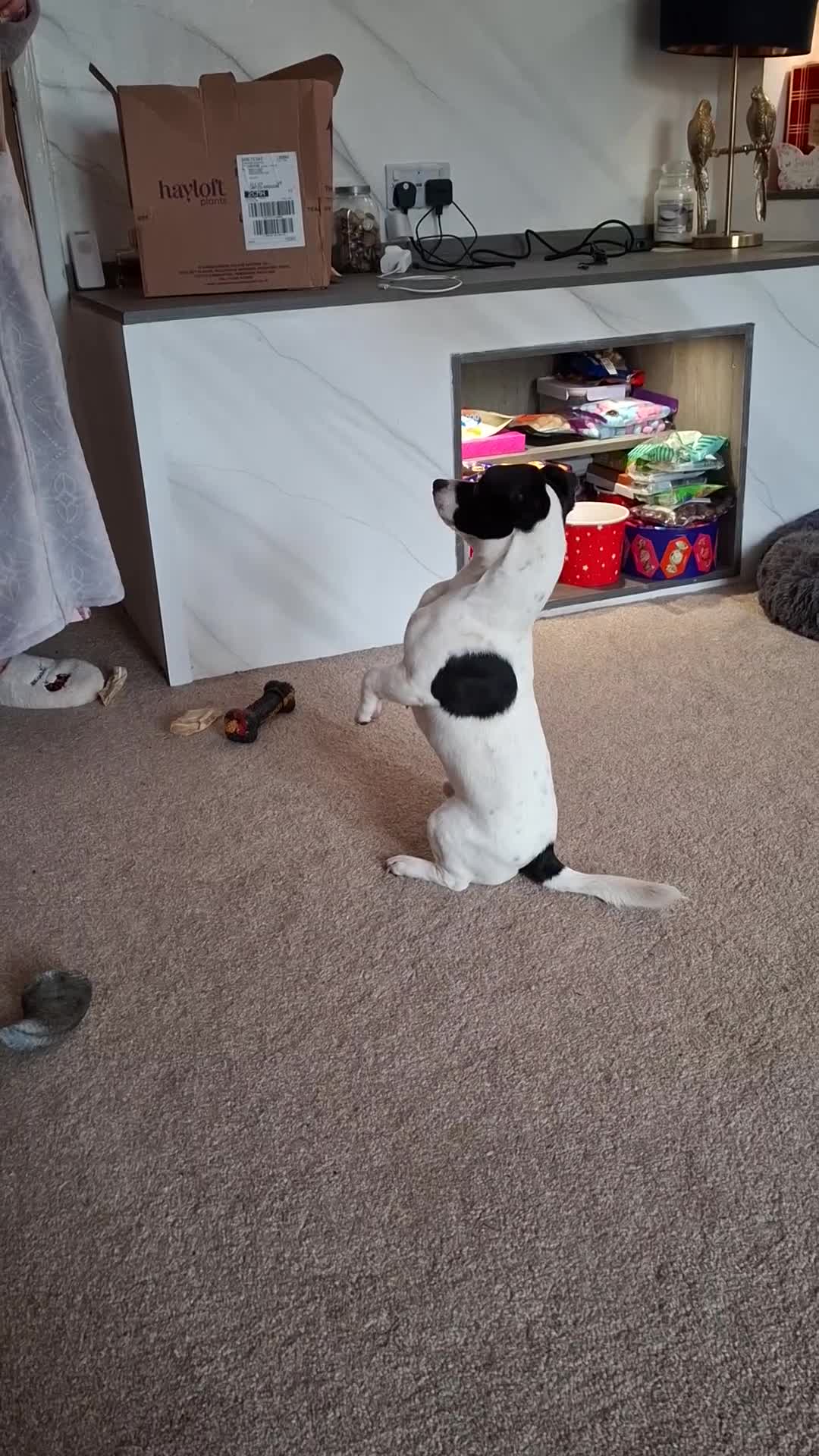 Jack Russell dogs for sale: Jack russell male 14 months old - Video 1