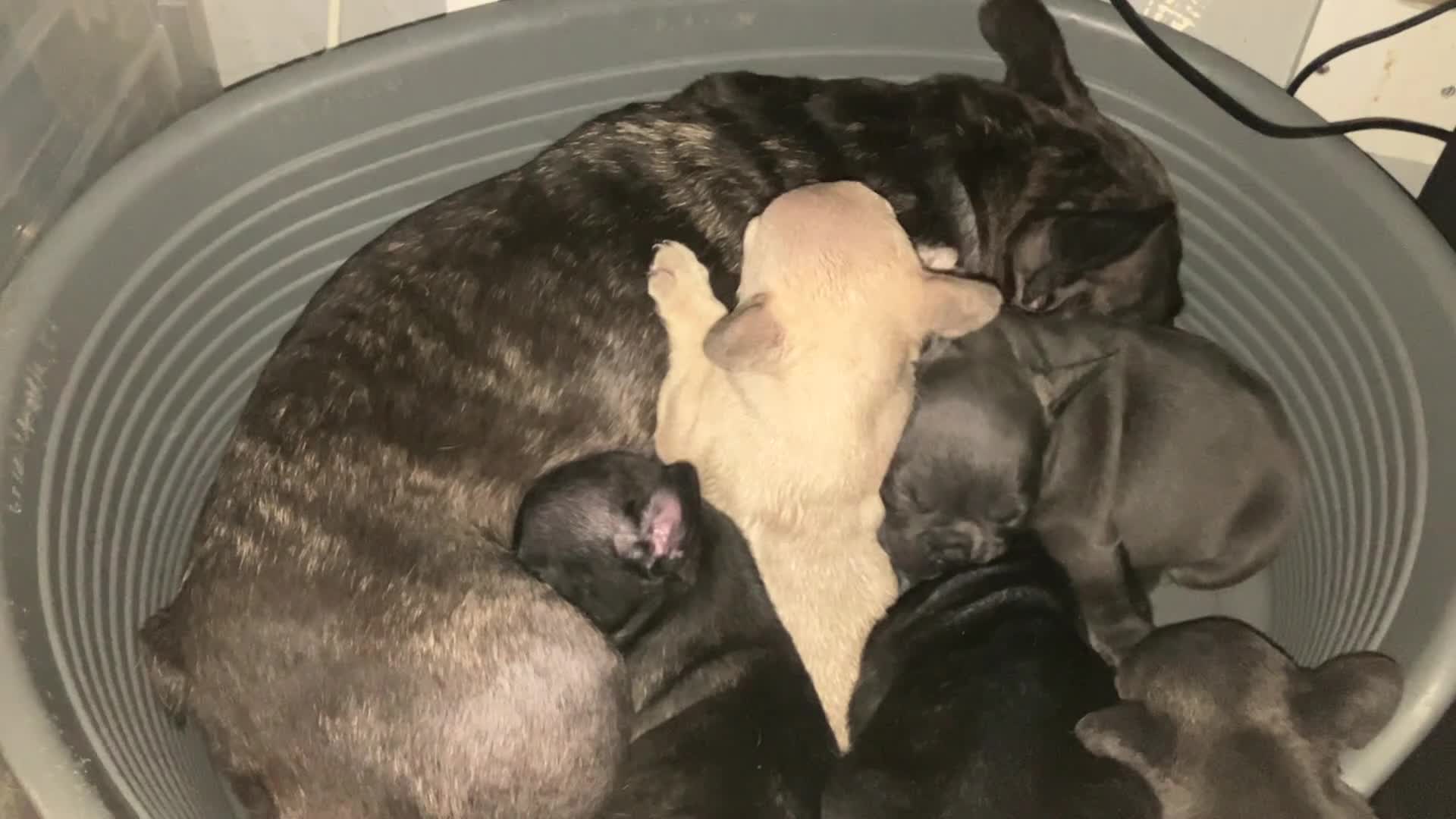 French Bulldog dogs for sale: KC French Bulldog - One Left Chocolate - Video 2