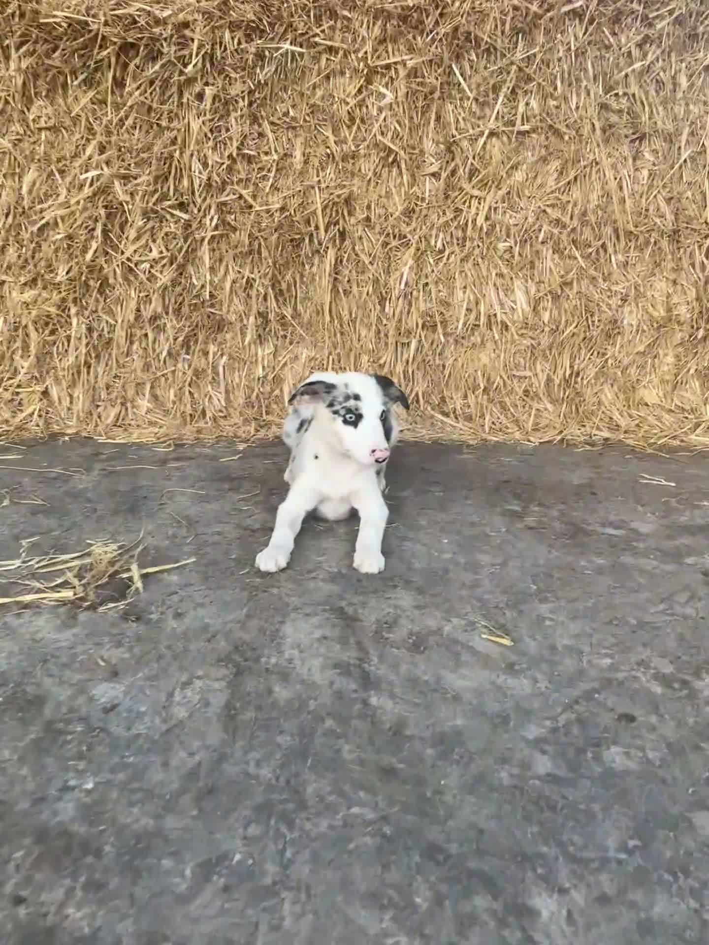 Bearded Collie dogs for sale: 2 collies for sale  - Video 2