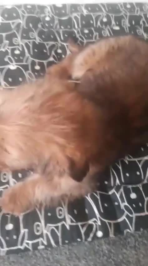 Mixed Breed dogs for sale: beautiful terrier puppies  - Video 1