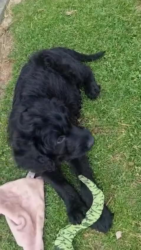 Labradoodle dogs for sale: Wonderful labradoodle puppies - Video 2