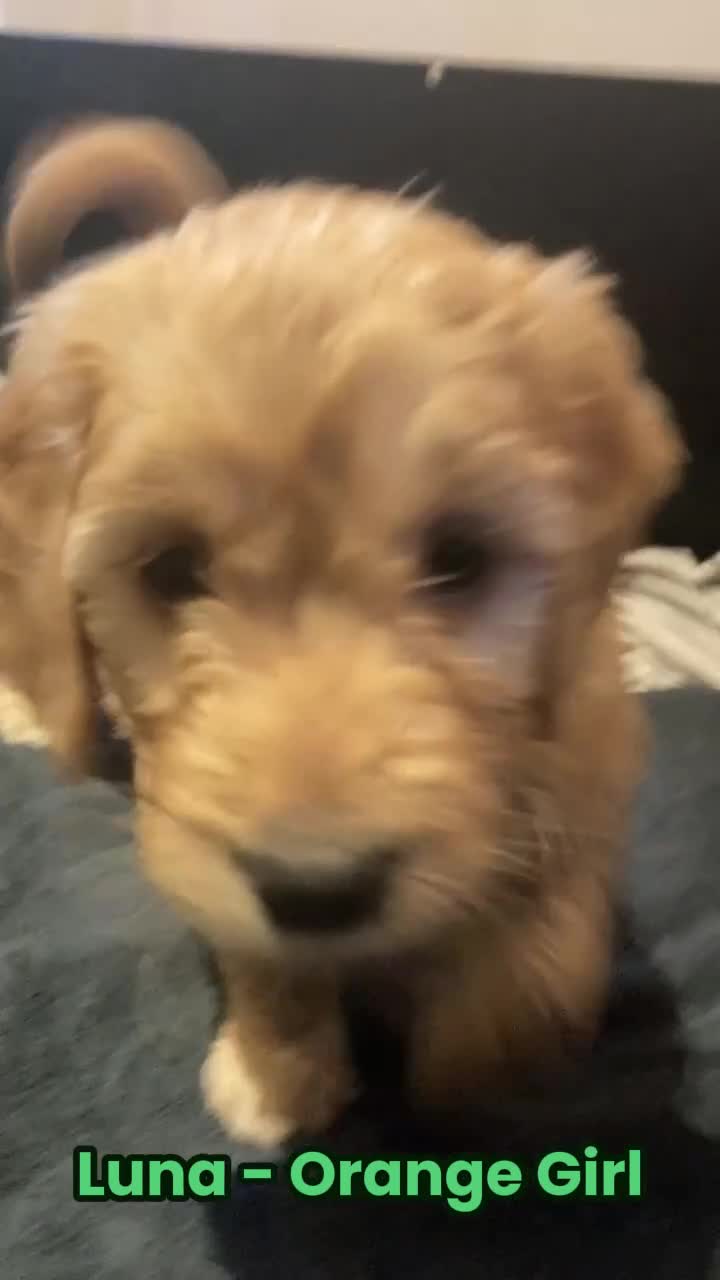 Goldendoodle dogs for sale: F1 Miniature Goldendoodle's 100% DNA Health-Tested - Video 2