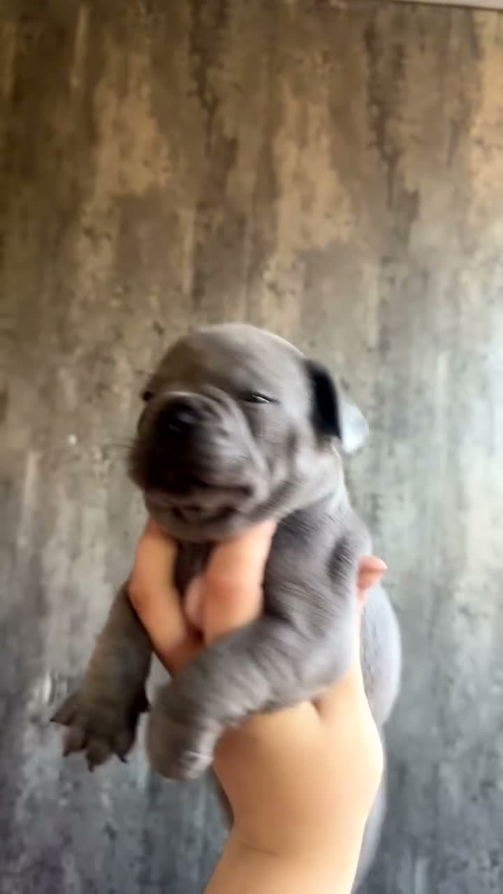 French Bulldog dogs for sale: French bulldog puppies  - Video 3