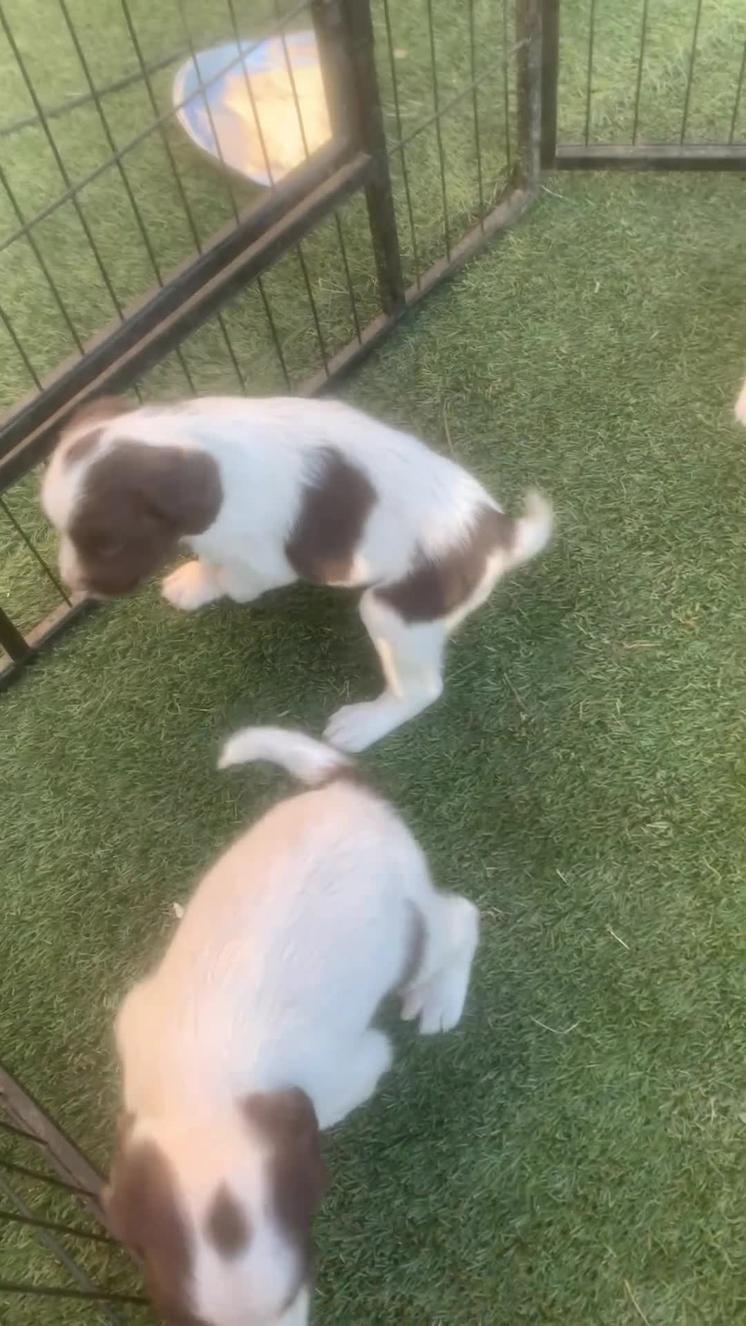 English Springer Spaniel dogs for sale: Kc registered English springer spaniel puppies - Video 1