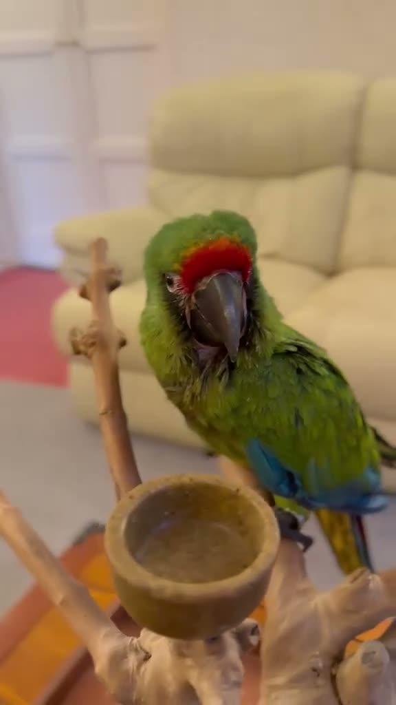 Macaws birds for sale: Military Macaws Babies Hand Reared-Male and Female - Video 1