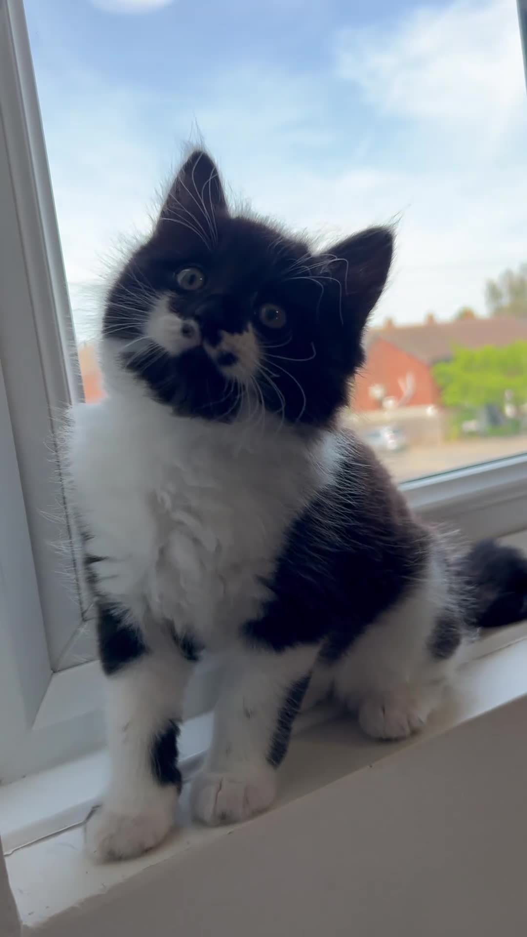 Domestic Shorthair cats for sale: Adorable Tuxedo Kittens Looking For New Homes - Video 3
