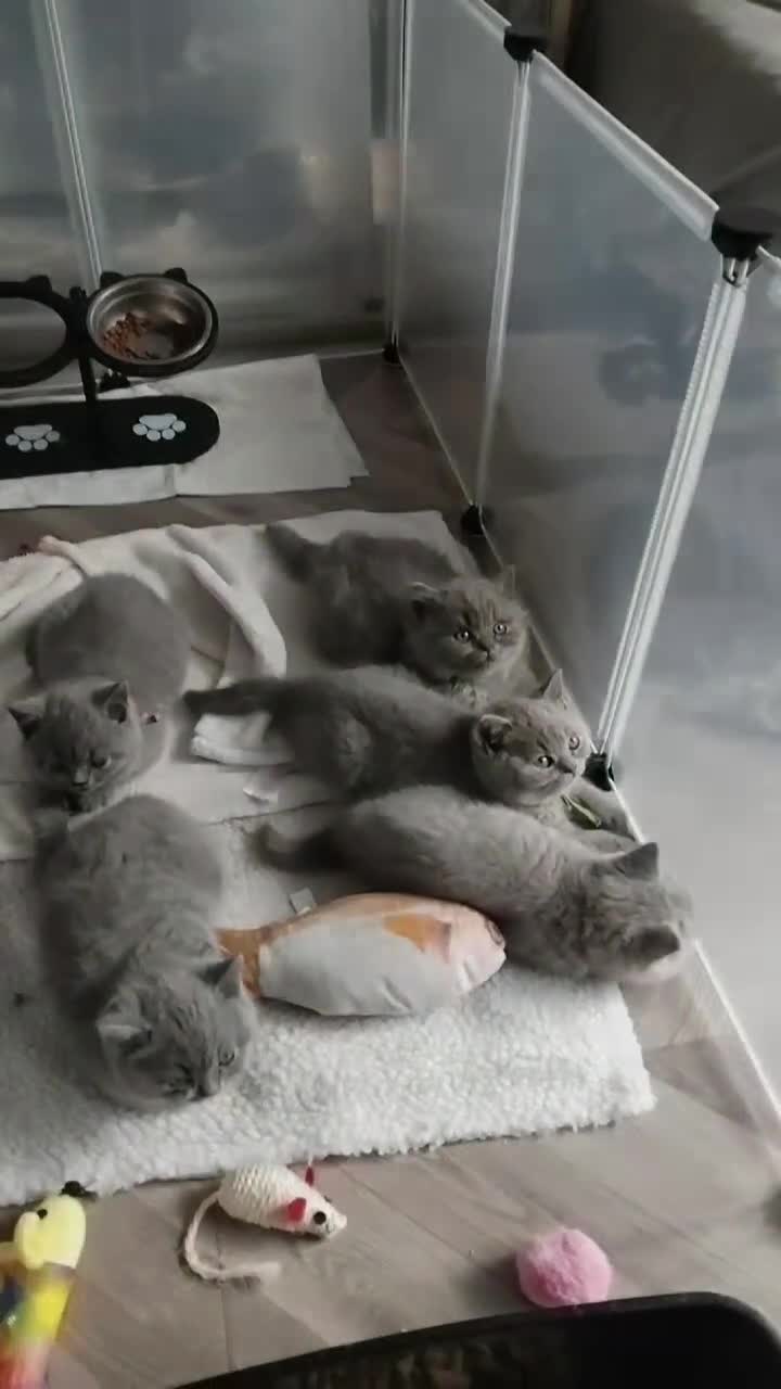 British Shorthair cats for sale: British shorthair kittens  in Leeds - Video 1