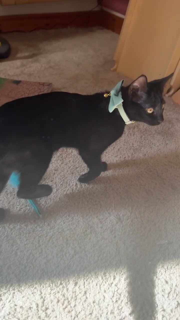 Domestic Shorthair cats for sale: Olive  in Wolverhampton - Video 1