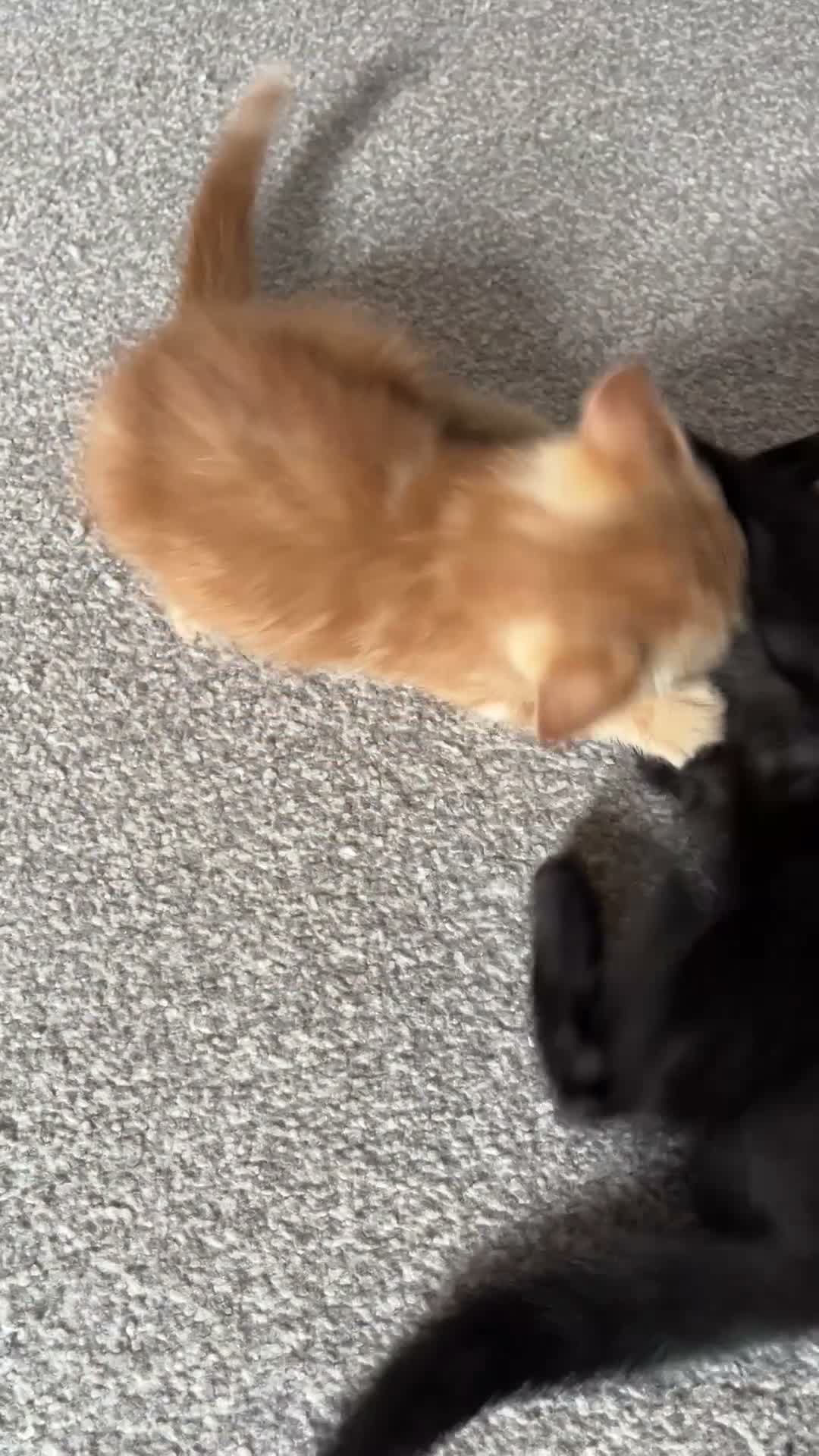 Scottish Fold cats for sale: Scottish fold/straight ears 2 males. in Derby - Video 2