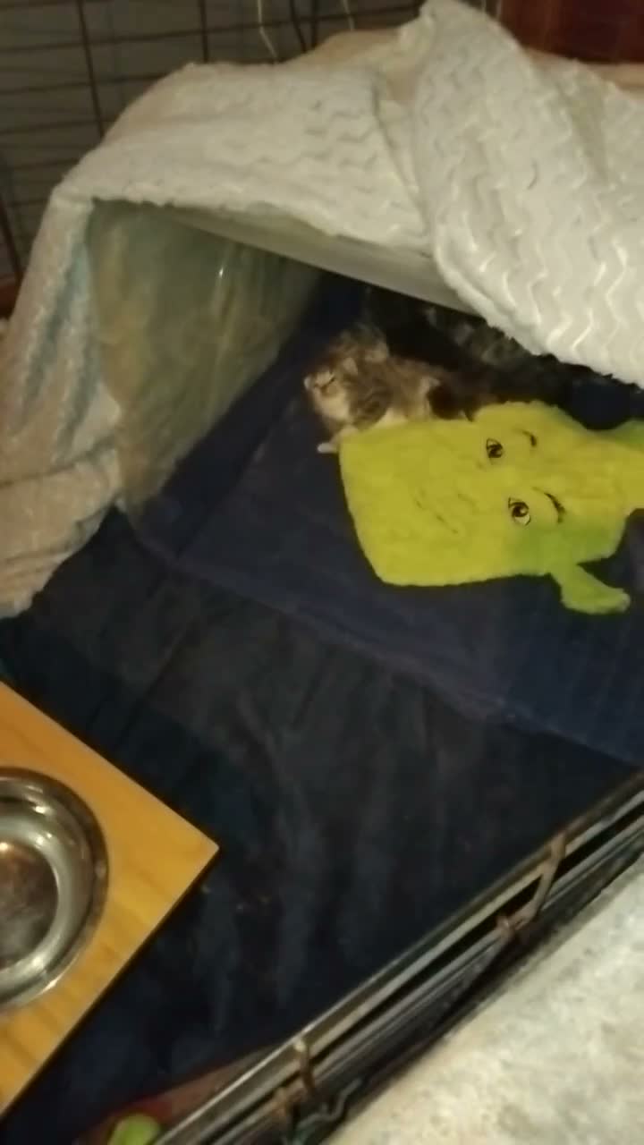 Mixed Breed cats for sale: Kittens for sale - Video 1