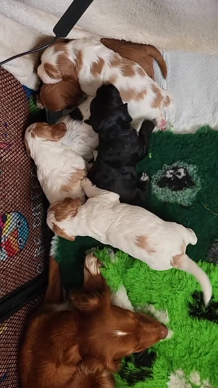 Mixed Breed dogs for sale: Stunning health tested sprollie x cocker  - Video 2