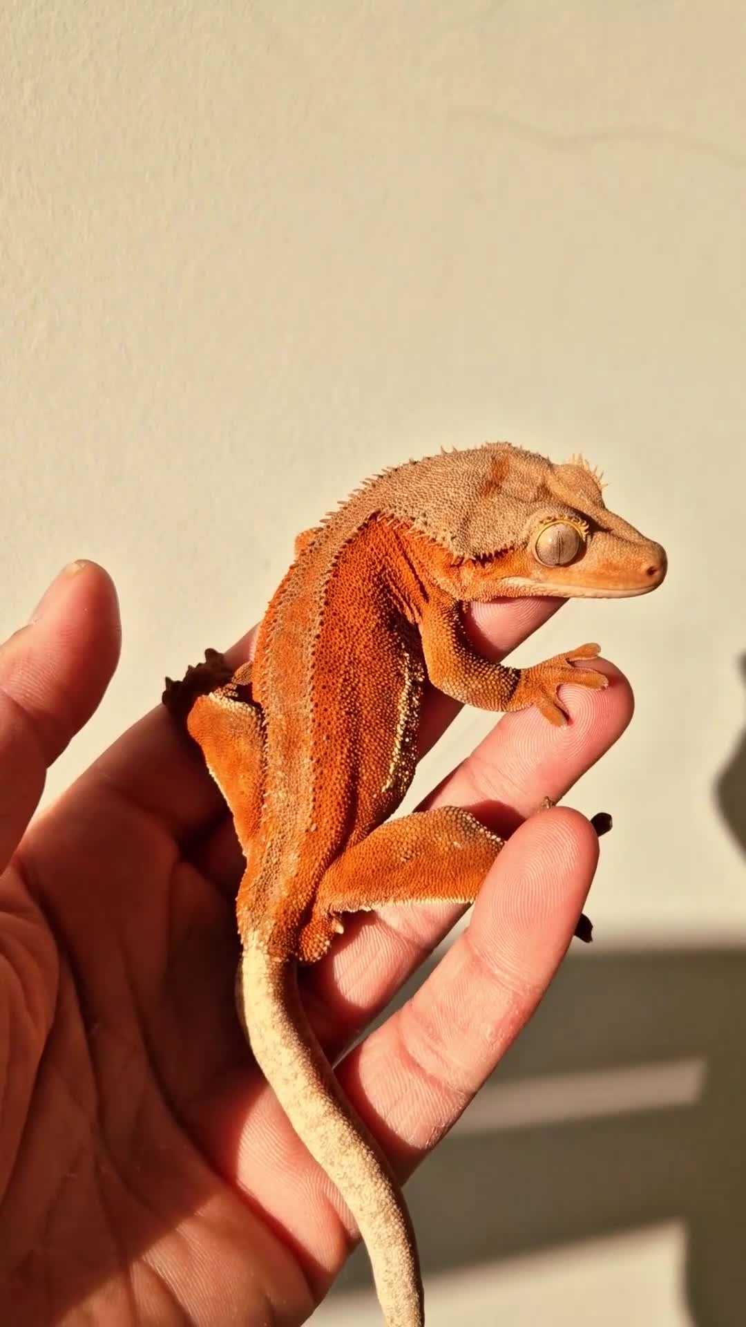 Gecko reptiles for sale: Red Phantom Lilly White  - Video 1