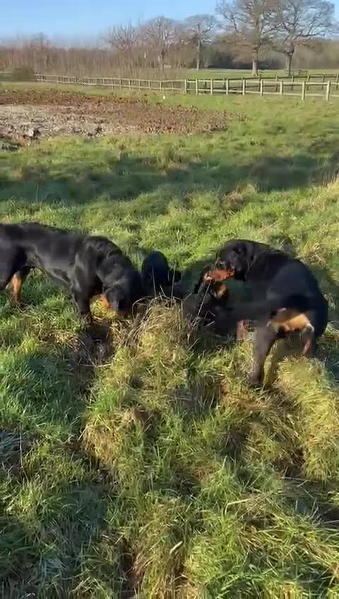 Rottweiler dogs for sale: Stunning chunky Rottweiler puppies - Video 1