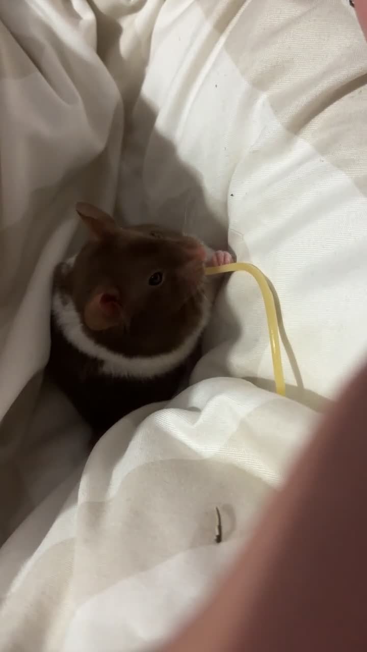 Hamster rodents for sale: Hamster come with cage and food and more - Video 1