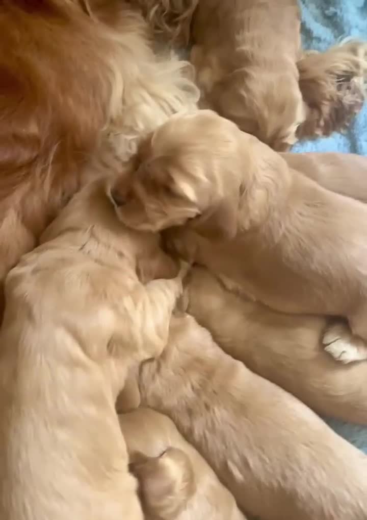 Cocker Spaniel dogs for sale: Top Quality KC Show Cockers FN PRCD-PRA CLEAR - Video 2