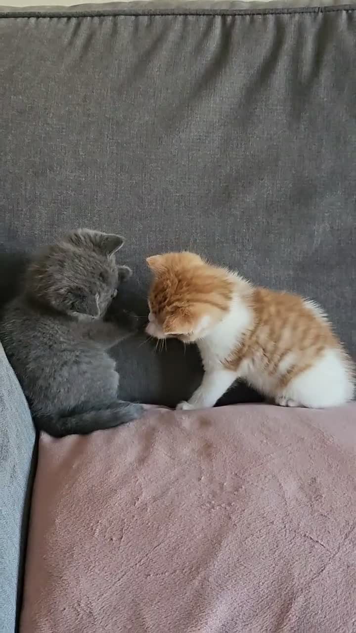 Mixed Breed cats for sale: Kittens for sale - Video 4